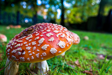 Close up detail of red and white spotted fly agaric mushrooms toadstoosl fungi growing on grass in autumn after rain and damp