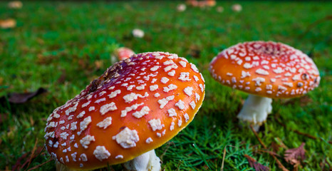 Close up detail of red and white spotted fly agaric mushrooms toadstoosl fungi growing on grass in autumn after rain and damp