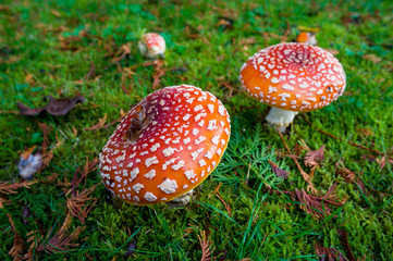 Close up detail of red and white spotted fly agaric mushrooms toadstoosl fungi growing on grass in autumn after rain and damp