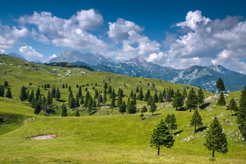 Fototapeta na wymiar Velika Planina Alpine Meadow