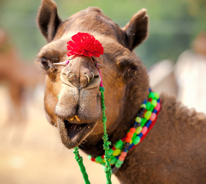 Decorated camel at the Pushkar fair. Rajasthan, India