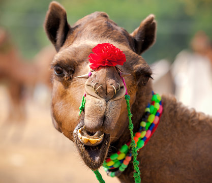 Decorated camel at the Pushkar fair. Rajasthan, India