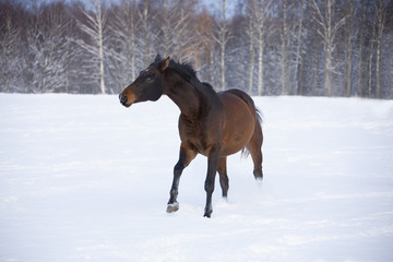 Horse in winter