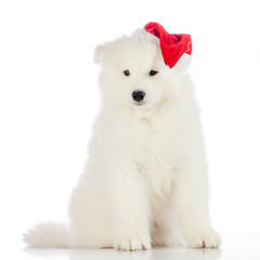 Samoyed puppy dog isolated on white background