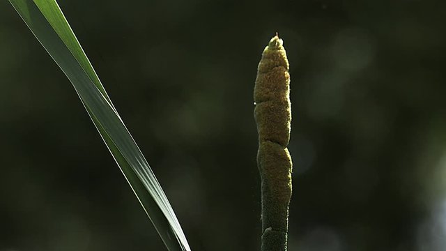 Great Reedmace or Bulrush, typha latifolia, Pollen being released from Plant, Pond in Normandy, Slow Motion