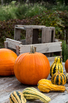 Pumpkins on wooden Table 2