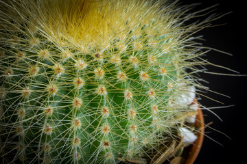 Cactus in the plant desert tree for decoration