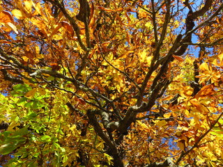 Feuillage de marronnier en automne