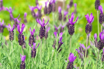 Obraz premium ラベンダー