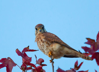 Male kestrel perched on the tip of a branch