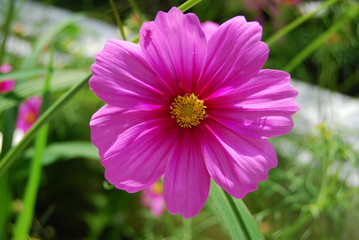 Obraz premium Fuchsia flower