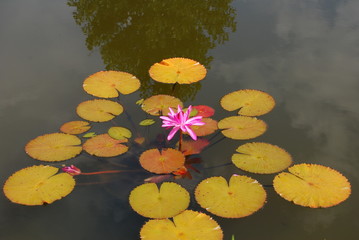 Reflections in water lily ponds filled with aquatic plants