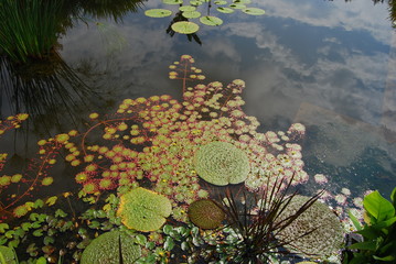 Reflections in water lily ponds filled with aquatic plants