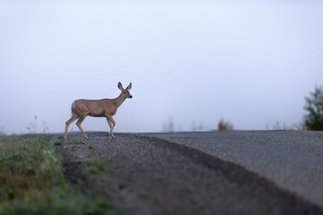 Young elk or wapiti (lat. Cervus canadensis) crossing the misty