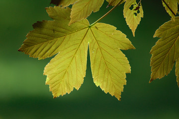 backlit leaf closeup dappled light