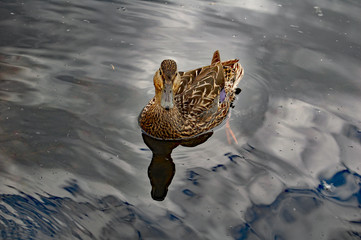 duck on smooth water