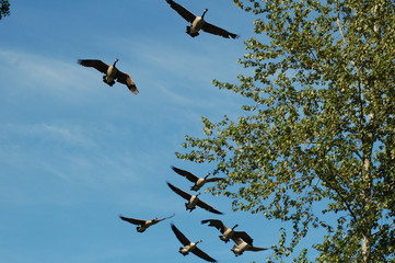 Canada Geese landing through trees