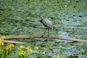 great blue heron on a log surrounded by lilly pads