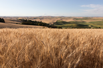 Palouse Wheat Fields