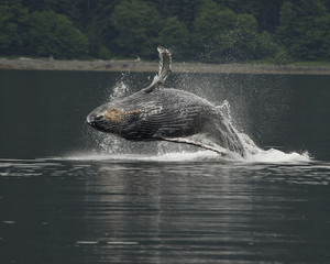 Breaching Young Whale