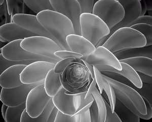 Succulent