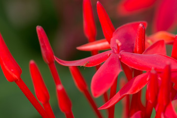 Red flower spike, Ixora coccinea
