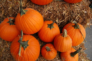 Pumpkins for sale