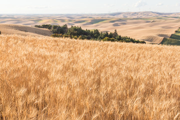 Palouse Wheat Fields