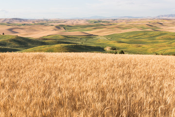 Palouse Wheat Fields