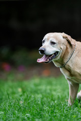 A dog having fun in a park in Mexico