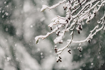 Snow falling on deciduous tree branches with forest in background
