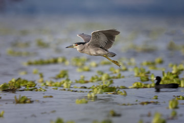 Black-crowned Night Heron (lat. Nycticorax nycticorax) in flight