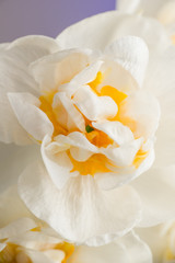 Obraz na płótnie Canvas Kwiat narcyza na fioletowym tle