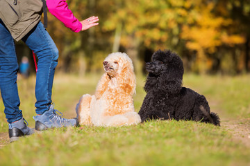 woman giving command to poodles
