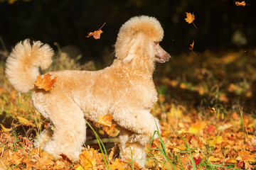 poodle has fun with autumn leaves