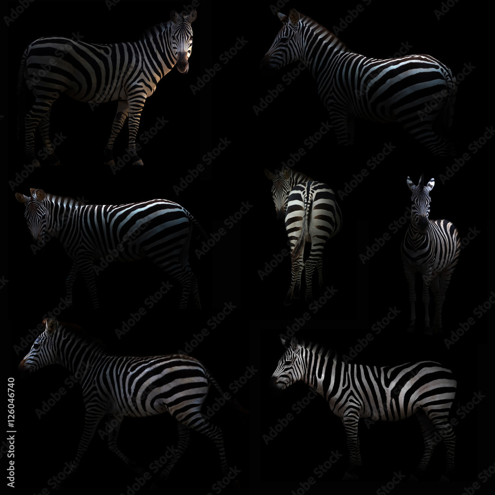 Canvas Prints zebra hiding in the dark