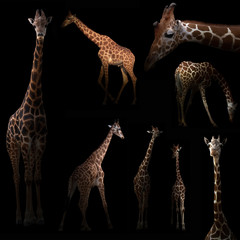 Fototapeta premium żyrafa ukrywa się w ciemności