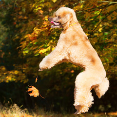 poodle jumps for autumn leaves