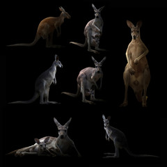 kangourou caché dans le noir