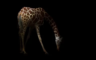 Acrylic prints Giraffe giraffe hiding in the dark