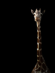 Giraffe versteckt sich im Dunkeln