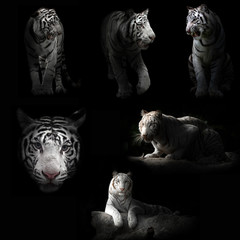 white tiger in the dark