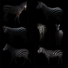 Fototapeta na wymiar zebra hiding in the dark