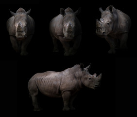 rhinocéros caché dans le noir