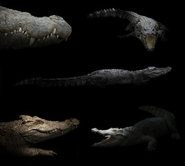 crocodile hiding in the dark