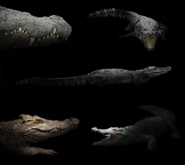 Tableaux ronds sur aluminium brossé Crocodile crocodile se cachant dans le noir