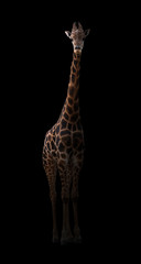 girafe se cachant dans le noir