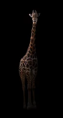 Abwaschbare Fototapete Giraffe Giraffe versteckt sich im Dunkeln