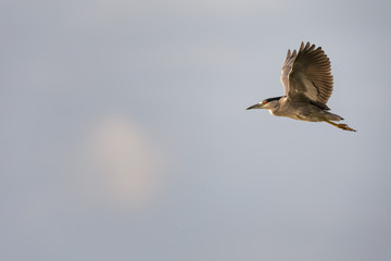 Black-crowned Night Heron (lat. Nycticorax nycticorax) in flight