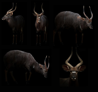 male nyala hiding in the dark